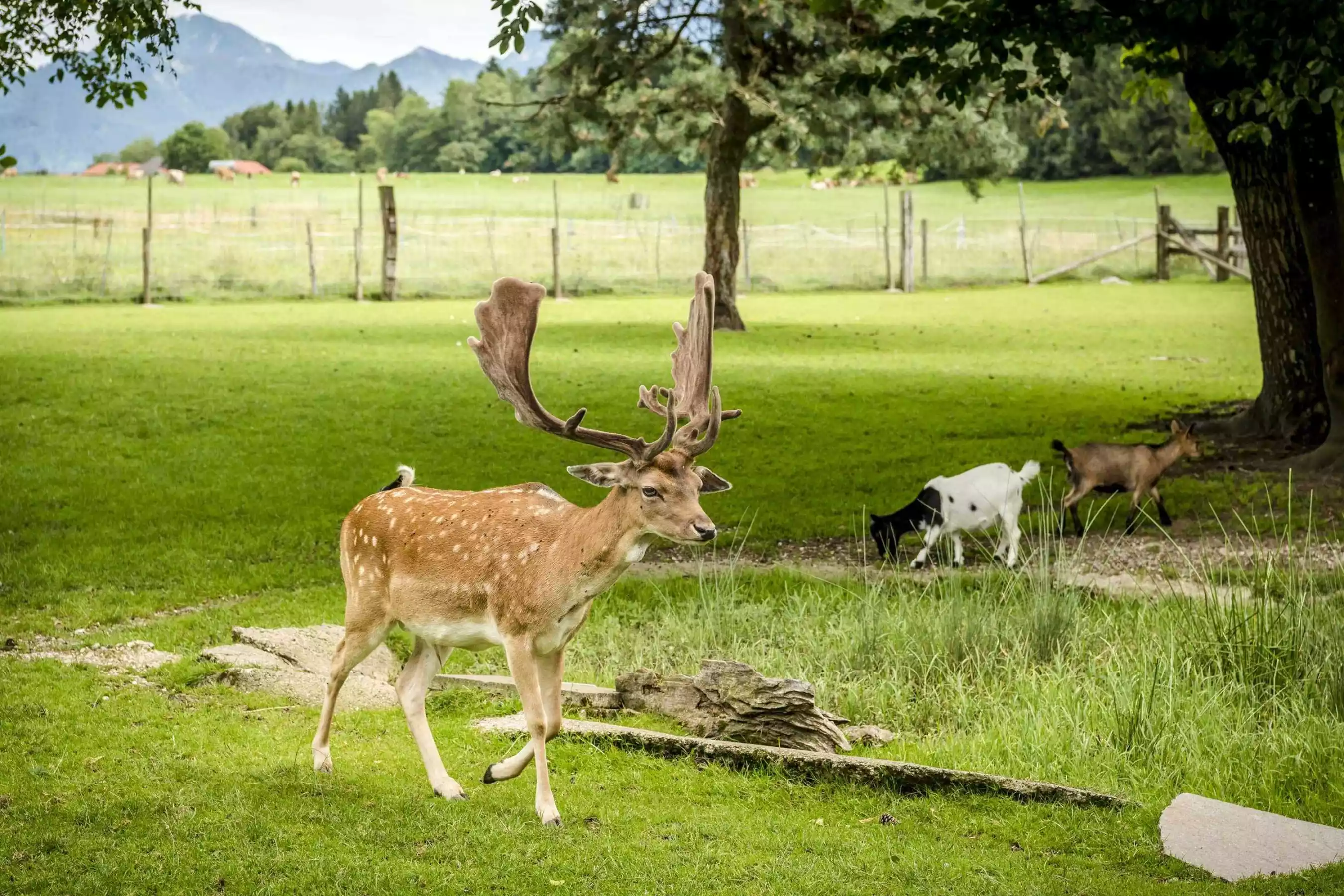 Fütterung von Wildtieren am Ferienbauernhof Bayern