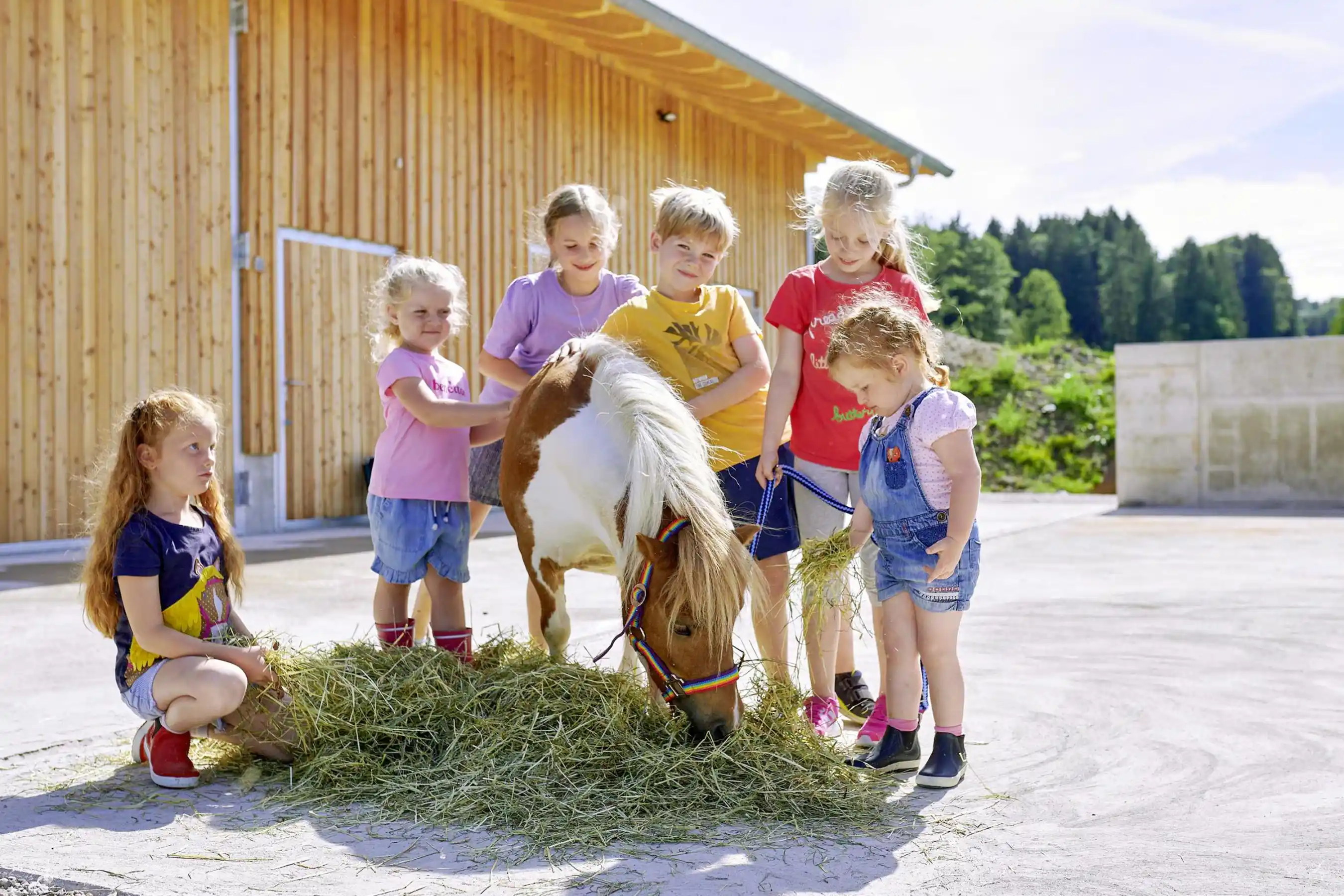 Umgang und Pflege mit Ponys lernen