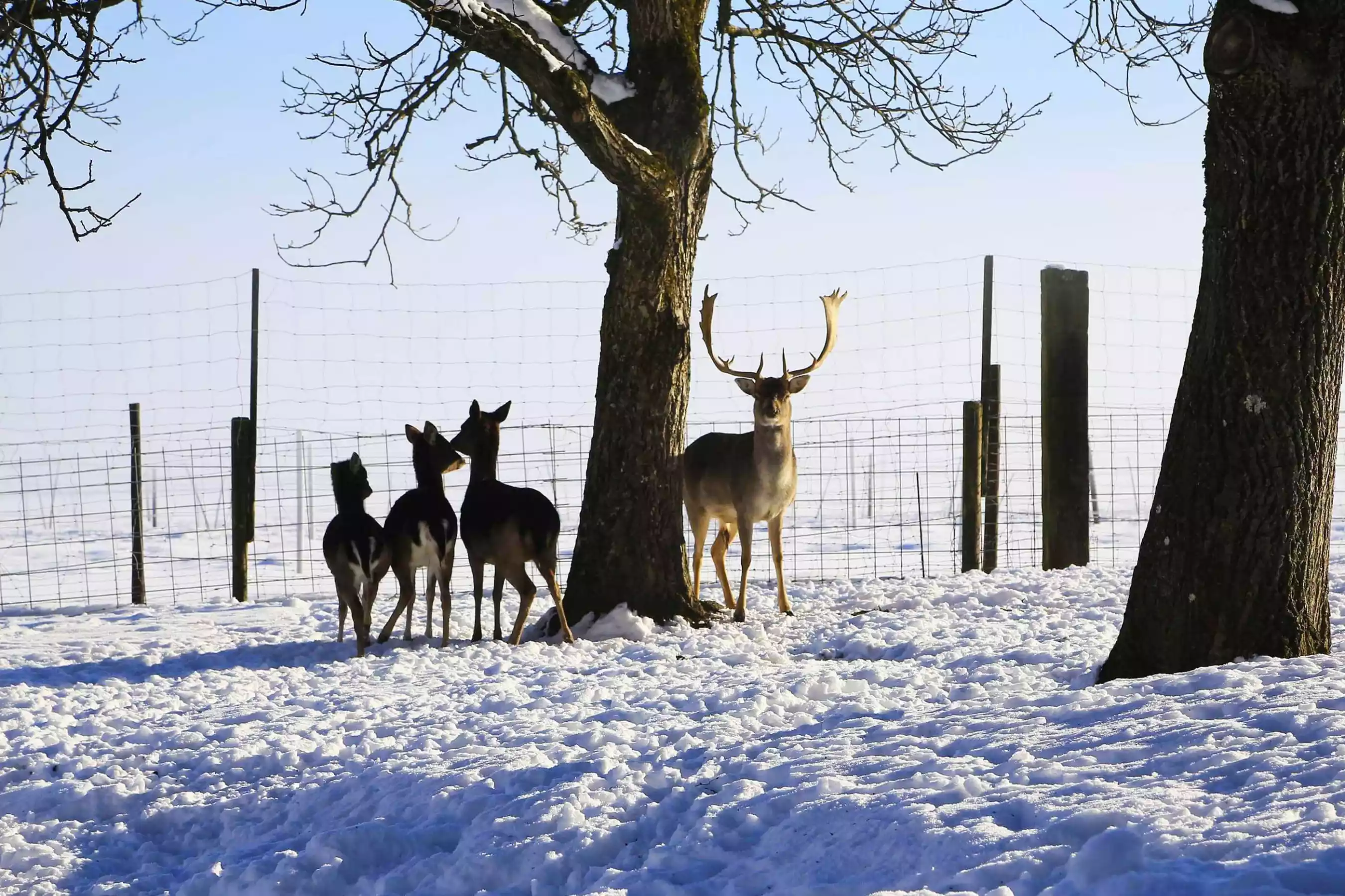 Festtage zu Weihnachten am Bauernhof erleben am Chiemsee