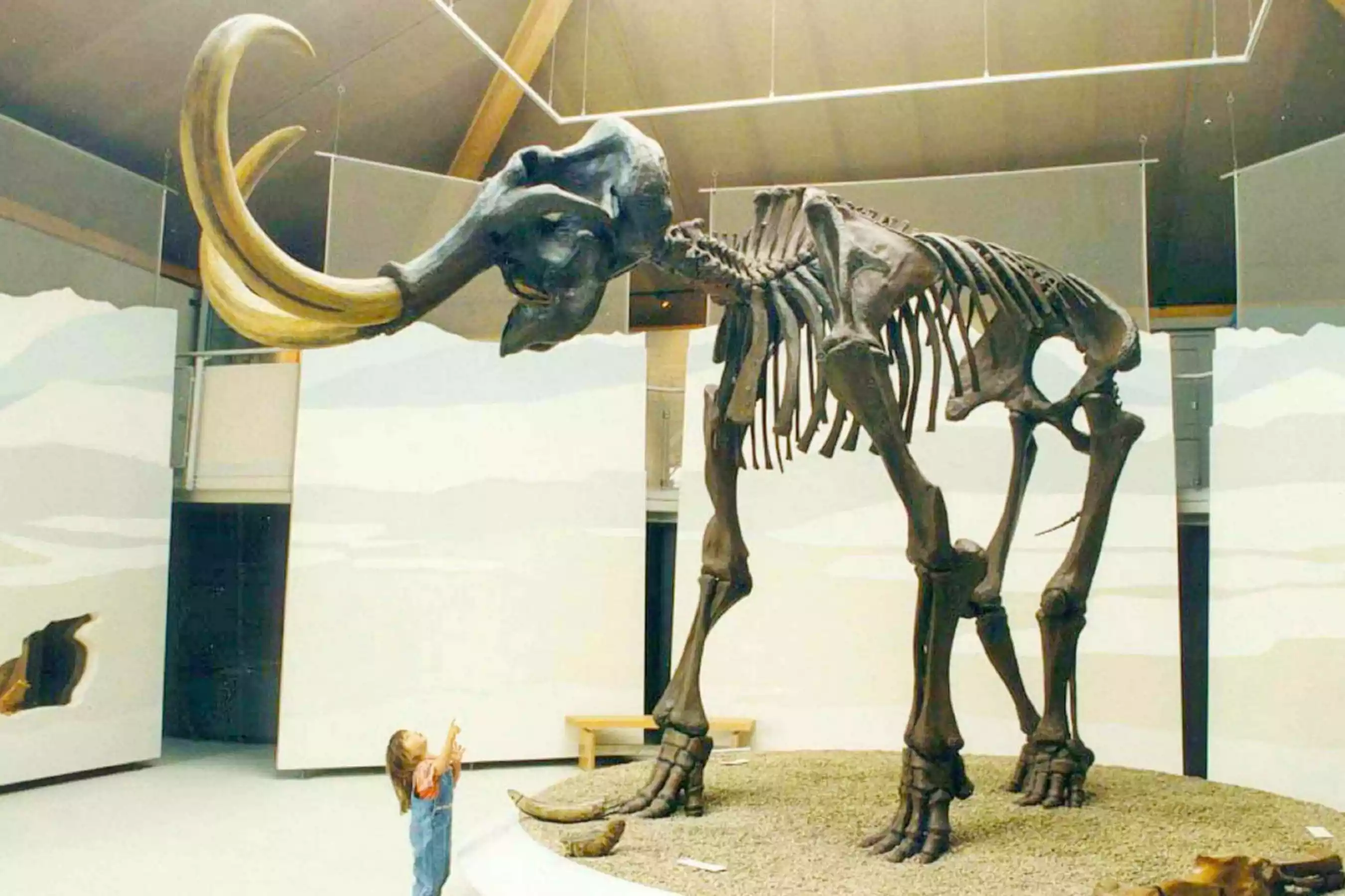 Skelett Mammut Naturkundemuseum