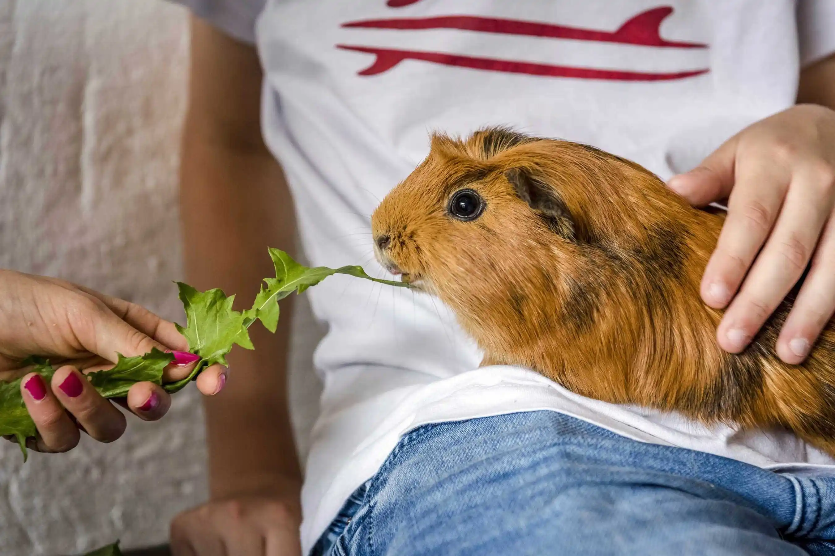 Meerschweinchen füttern und streicheln
