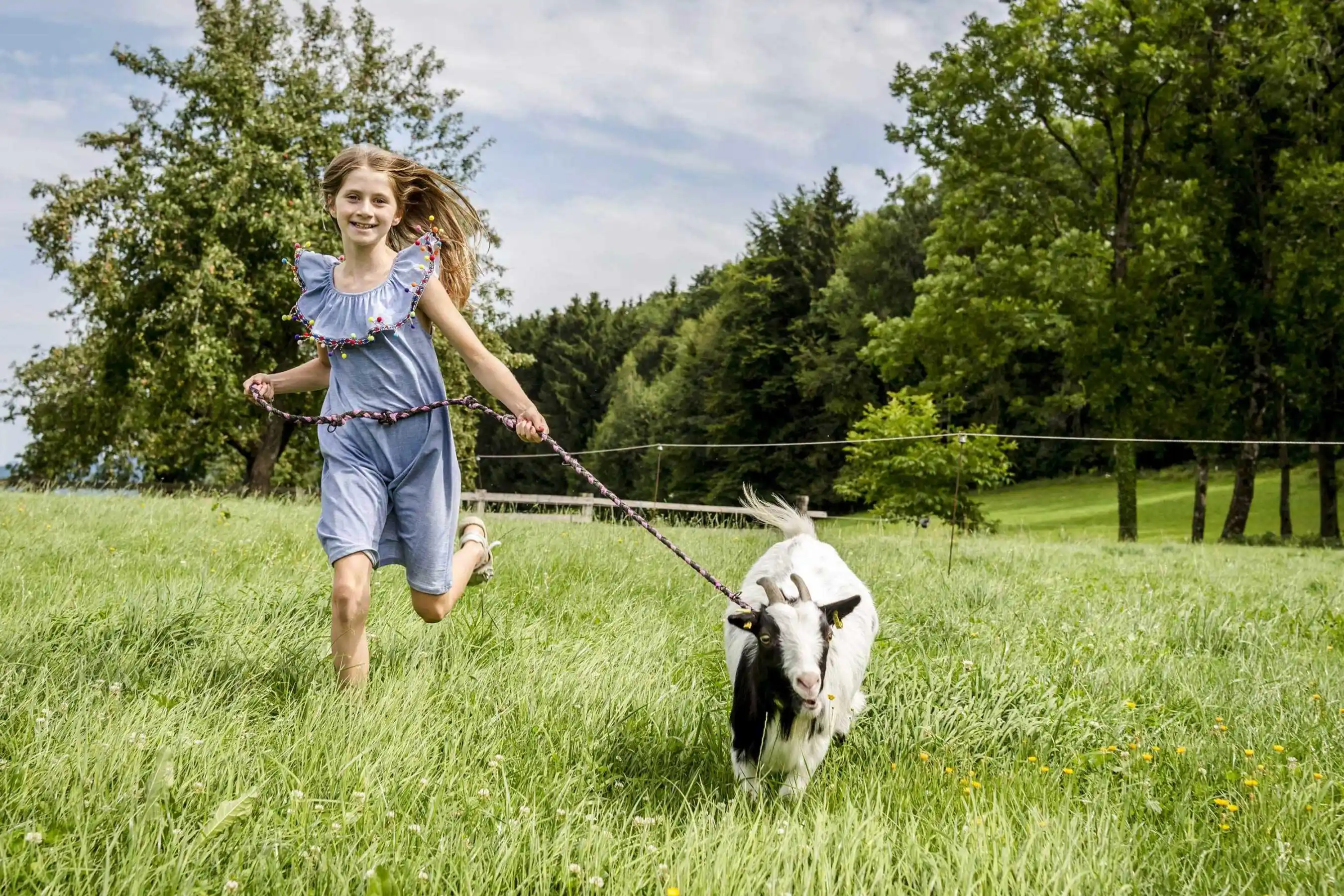 Ziegen Meerschweinchen Hasen Hühner