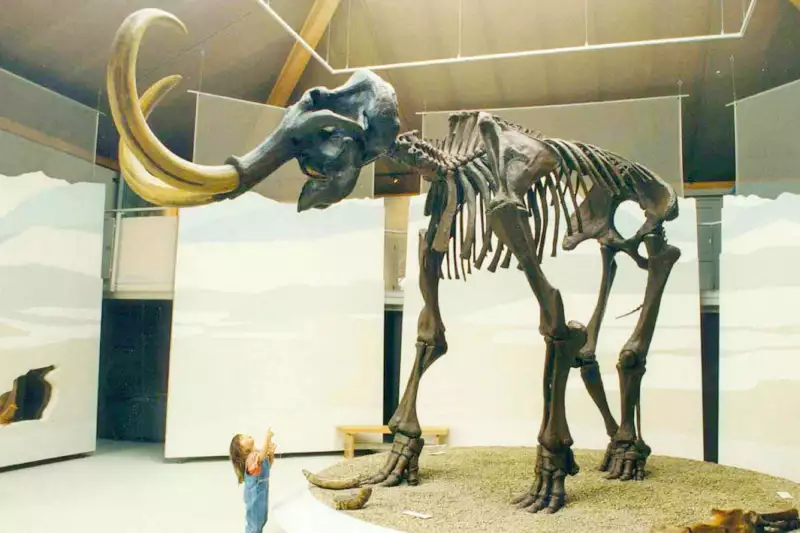 Skelett Mammut archiviert Naturkundemuseum Siegsdorf