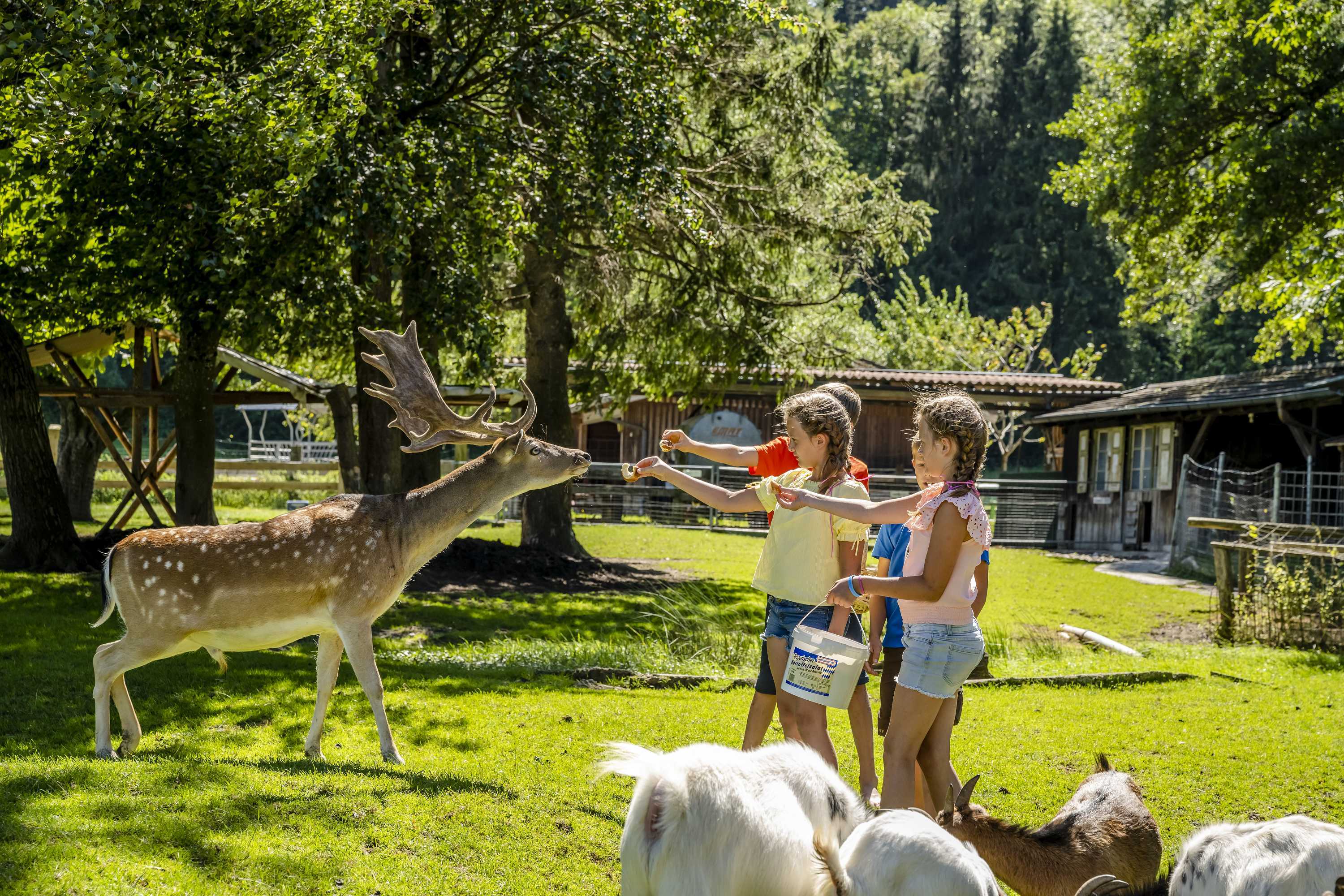 Stalldiplom erwerben am Urlaubsbauernhof