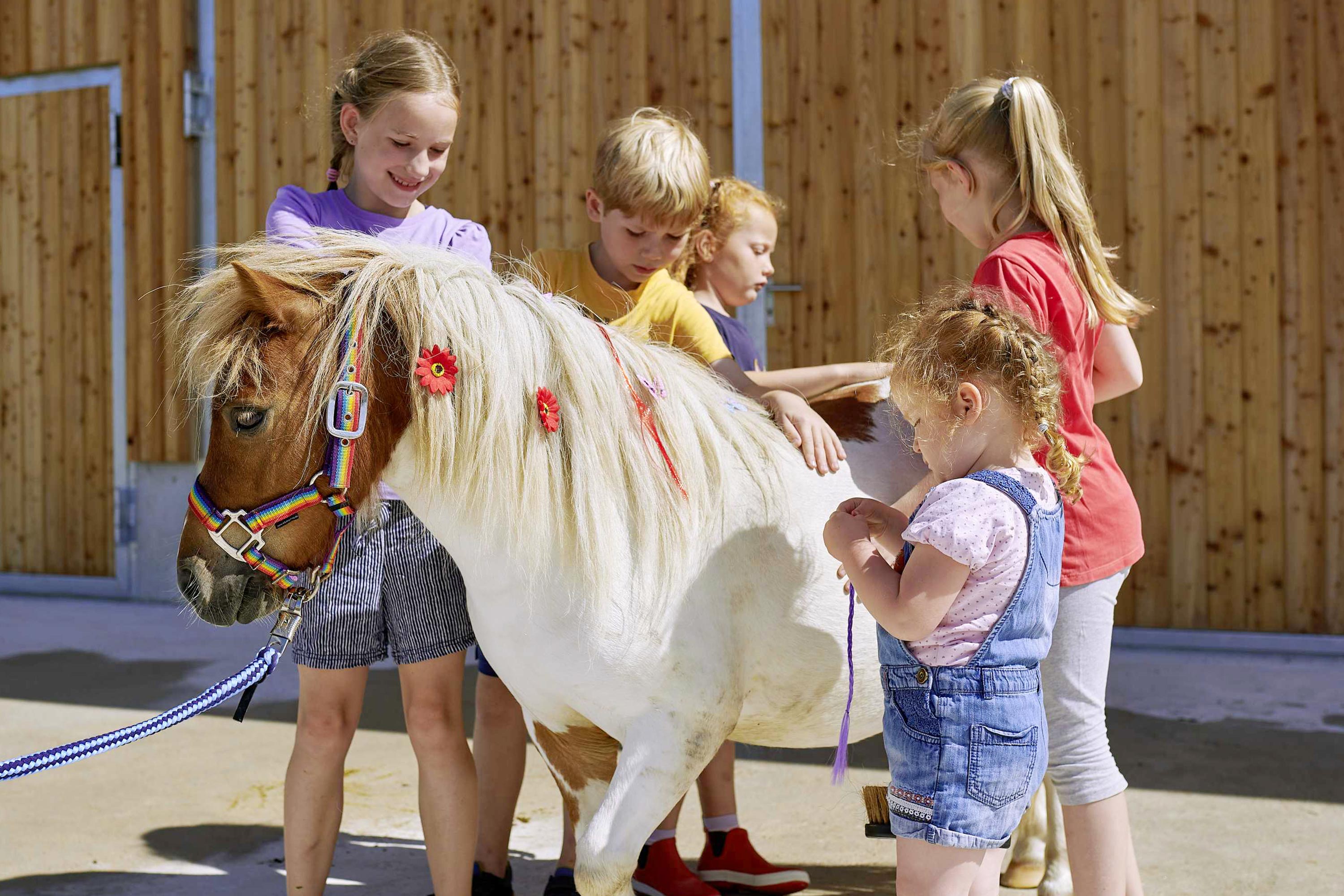 Streichelzoo Schafe Ziegen Hühner Meerschweinchen Damhirsche