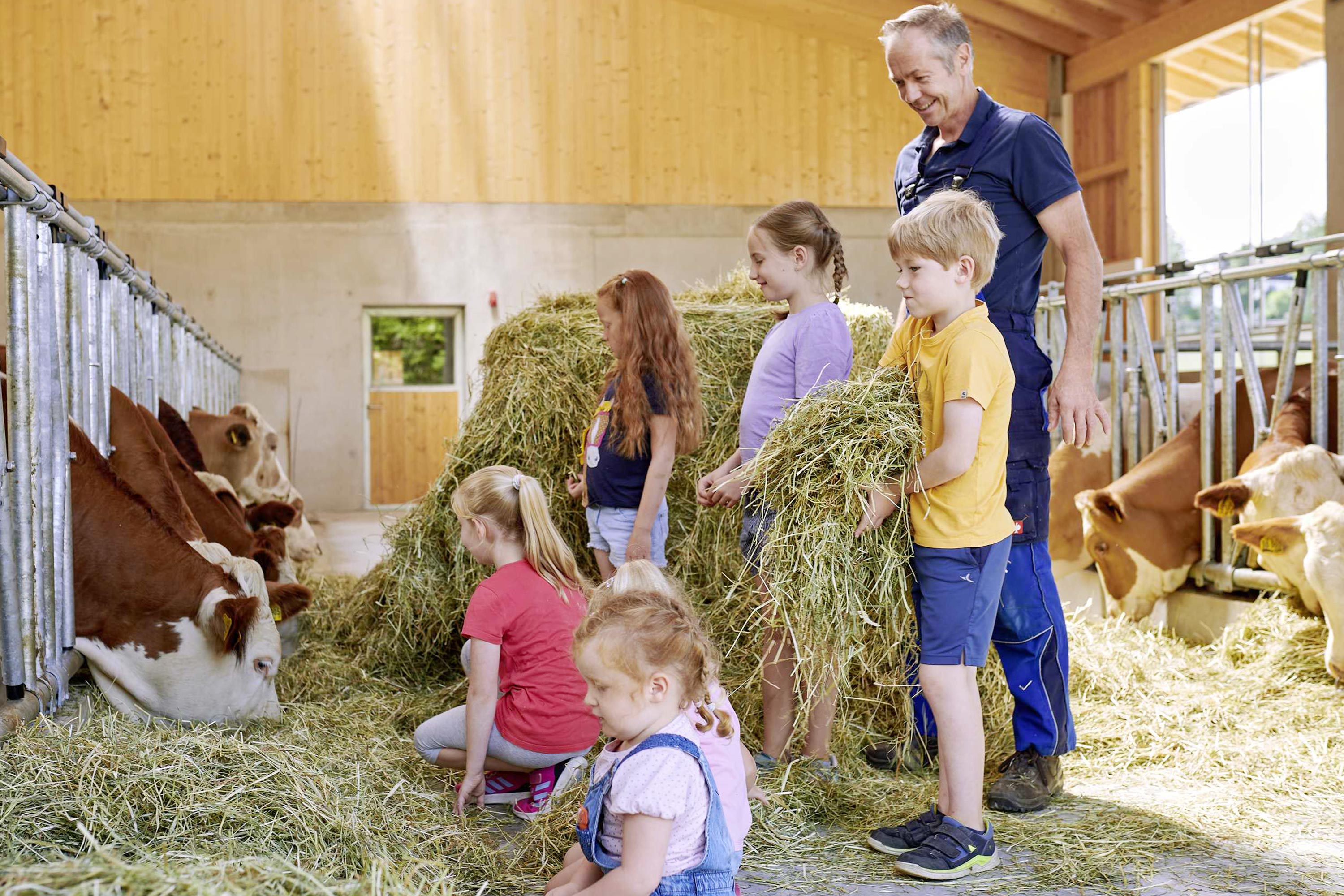 Helfen bei der Stallarbeit bei den Kühen und Kälbern